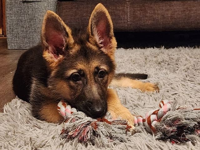Bella
