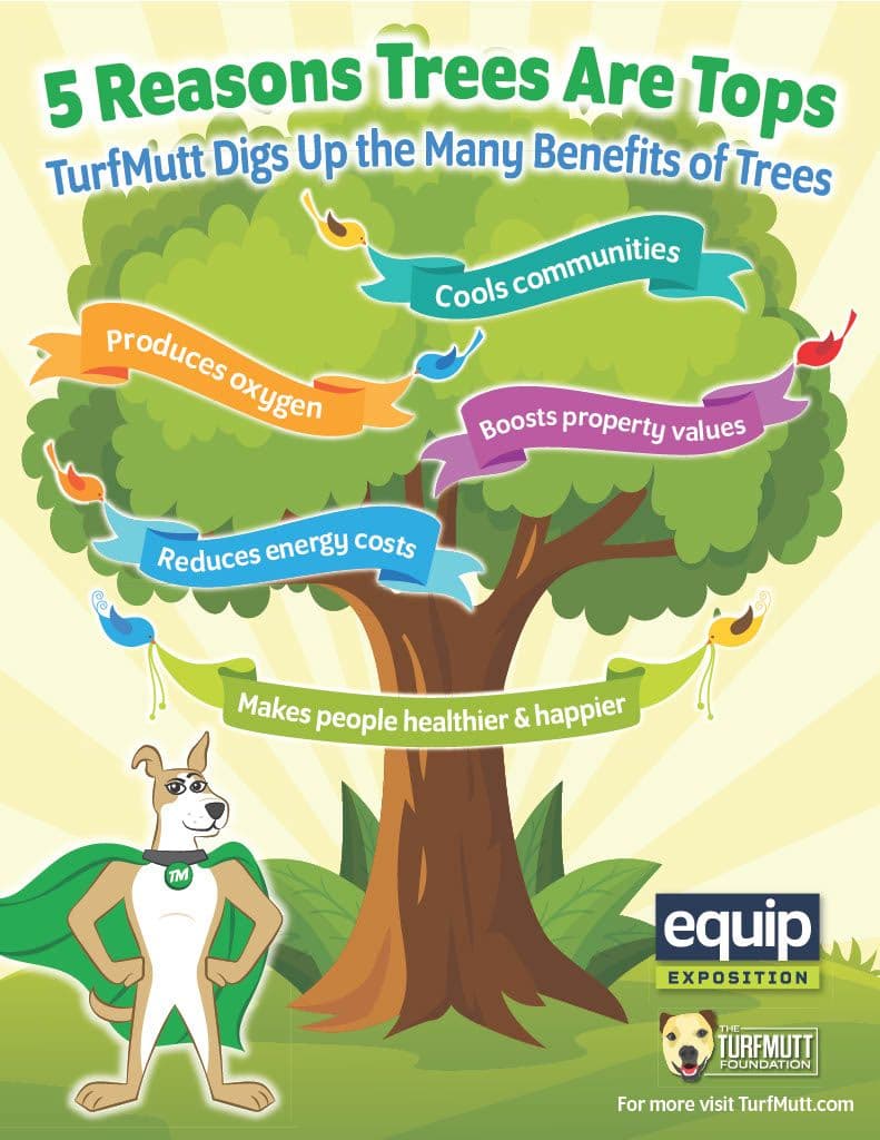 5 Reasons Trees Are Tops